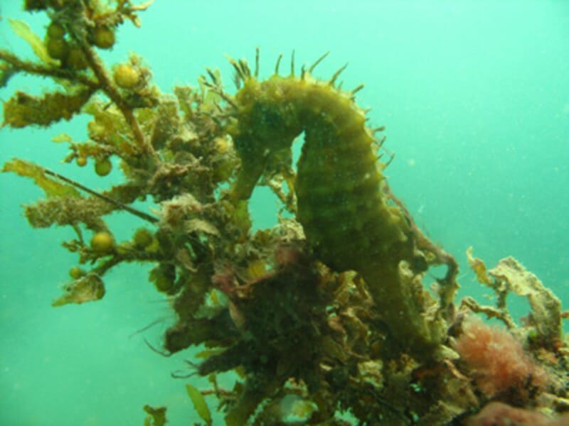 Baptême de Plongée au Bassin d'Arcachon - Grand Piquey